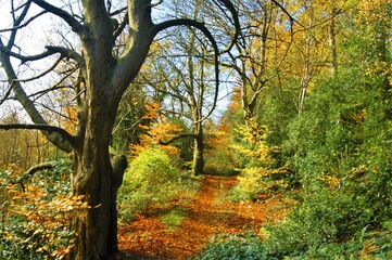 Naklejka premium autumn in the forest