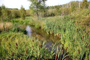 The stream turned into a swamp and overgrown with reeds.