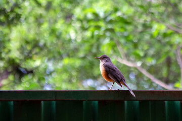The bird on the wall. The Rufous-bellied Thrush also know as 