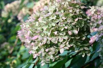 Garden flower in autumn