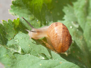 kleine schnecke auf einem Blatt