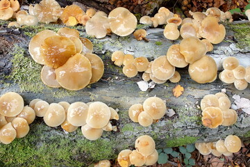 Buchen-Schleimrübling , Mucidula mucida