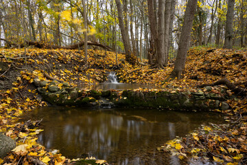 Autumn colored leafs next to an small stream in forest landscape