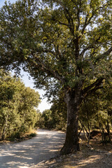 Obraz premium Small forest of small sparse trees in the Luberon countryside.