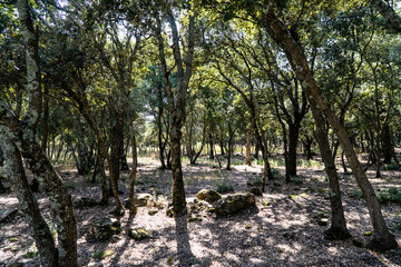 Small forest of small sparse trees in the Luberon countryside.