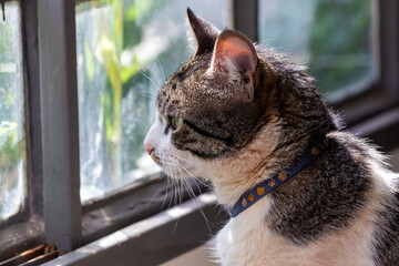 A bored cat. A beautiful gray and white spotted male cat with green eyes looking out the window. Animal defender. Animal world. Pet lover. Cat lover. American Wirehair.