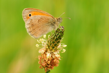 Small heath butterfly sitting motionless on a meadow flower. Side view. Blurred light green background. Genus species Coenonympha pamphilus. 