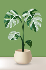 Tropical vector design. Realistic vector Monstera variegated leaf in a pot. on nude color background.