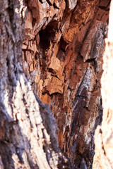 Closeup fragments of old rotten trunk of willow tree. Abstract from the tree trunk