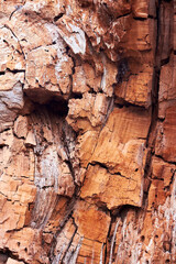 Closeup fragments of old rotten trunk of willow tree. Abstract from the tree trunk (textures, pattern)