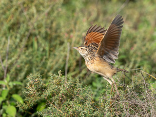 An adult red-winged lark (Mirafra hypermetra), Serengeti National Park, Tanzania