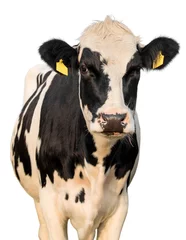 Poster cow on a white background © Kunz Husum