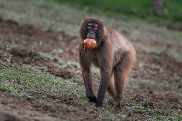 tier, wild lebende tiere, wild, natur, säugetier, makak, baby, tierpark, hübsch, fell, wald, pavian