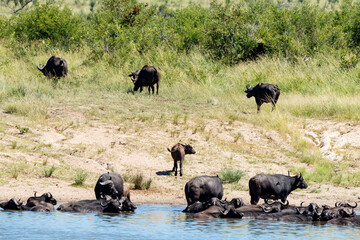 Buffle d'Afrique, Syncerus caffer, Parc national Kruger, Afrique du Sud
