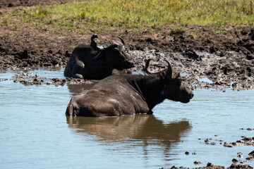 Buffle d'Afrique, Syncerus caffer, Parc national Kruger, Afrique du Sud