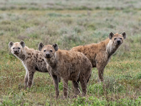 Spotted Hyena (Crocuta Crocuta), Pack In Serengeti National Park, Tanzania