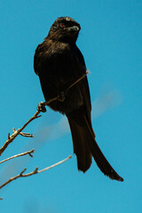 Drongo brillant,.Dicrurus adsimilis, Fork tailed Drongo