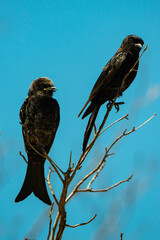 Drongo brillant,.Dicrurus adsimilis, Fork tailed Drongo