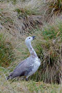 Male Upland Goose (Chloephaga picta), New Island, Island, Falkland Islands