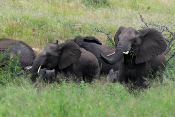 Naklejka na ściany i meble Éléphant d'Afrique, Loxodonta africana, Parc national Kruger, Afrique du Sud