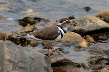 Gravelot à triple collier,.Charadrius tricollaris, Three banded Plover