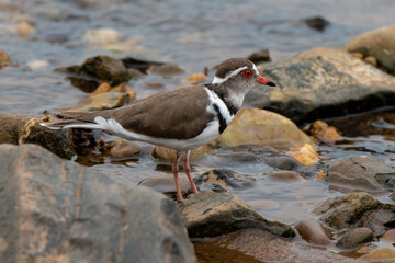 Gravelot à triple collier,.Charadrius tricollaris, Three banded Plover