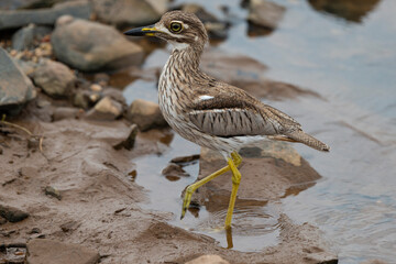 Oedicnème tachard, Burhinus capensis, Spotted Thick knee, Afrique du Sud