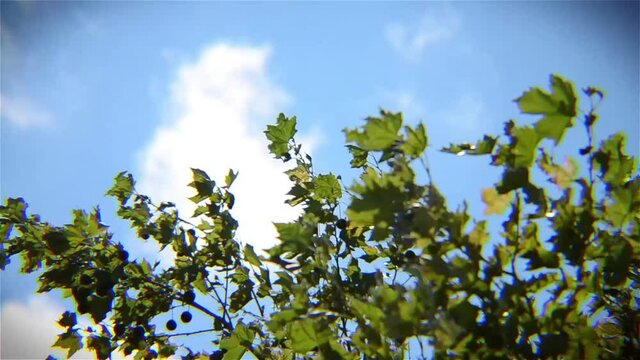 Leafy branches rocking with the force of the wind on a bright day with clouds moving across a soft blue sky behind. Some slight chromatic aberration can be seen that gives this a vintage camera look.