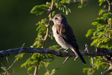 Pie grièche écorcheur,. fLanius collurio, Red backed Shrike