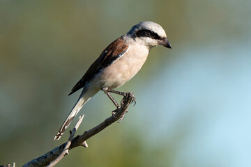 Obraz premium Pie grièche écorcheur,. fLanius collurio, Red backed Shrike