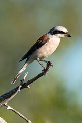 Fototapeta premium Pie grièche écorcheur,. fLanius collurio, Red backed Shrike