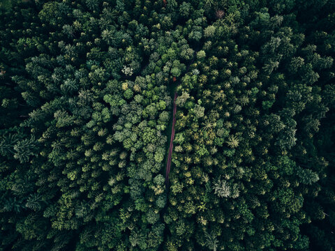 Fichtenwald von oben im Schwarzwald mit Waldweg