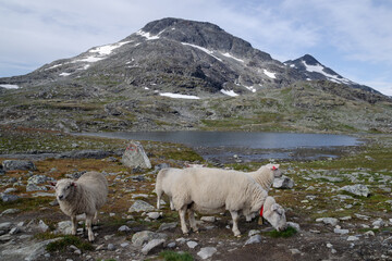 Naklejka premium Sheep on pasture in Jotunheimen mountains, Norway