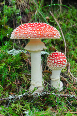 Fly agaric (Amanita muscaria) mushrooms