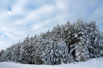 snow covered pine trees