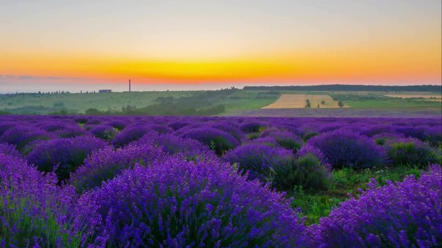 Time Lapse Of Sunrise Over A Field Of Lavender. 4K.
