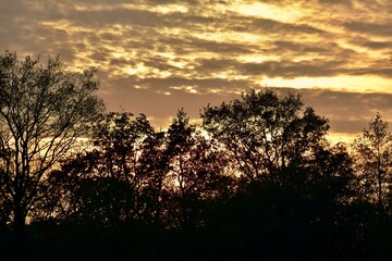 Silhouettes of trees during the sunset, November, UK