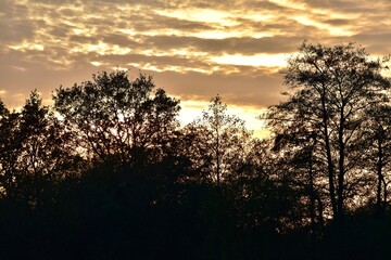 Silhouettes of trees during the sunset, November, UK