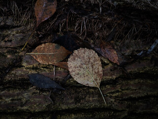 Brown autumn leaves on tree bark and ivy tendril