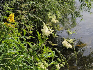 flowers above  the water