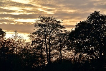 Fototapeta na wymiar Silhouettes of trees during the sunset, November, UK