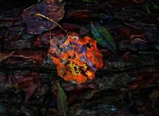Obraz premium the burning leaves of autumn