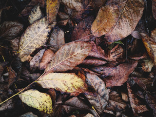 Bronze, gold, yellow, and brown colors on the leaves