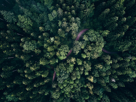 Fichtenwald von oben im Schwarzwald mit Waldweg