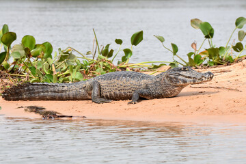 Yacare caiman in the Pantanal, Brazil - obrazy, fototapety, plakaty