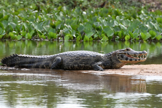 Yacare caiman in the Pantanal, Brazil
