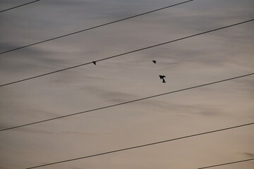 Birds flying behind the wires at sunset
