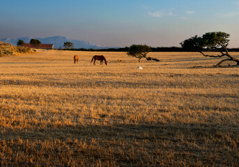 Amazing sunset with view to the mountains, horses in the meadow. Romantic sunset in Italy. Sardinian landscape