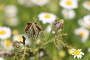 grass in the meadow close-up