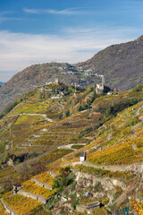Fototapeta na wymiar Sondrio, Grumello, Italy: terraced vineyards in autumn